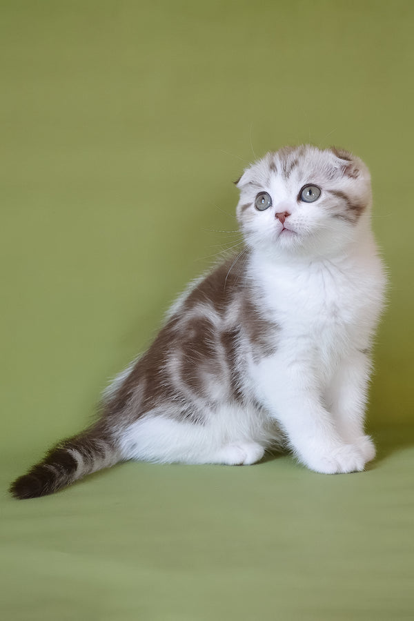 Paulina | Scottish Fold Kitten