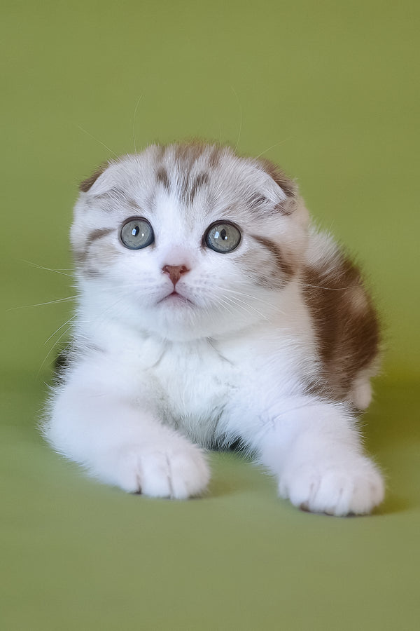 Paulina | Scottish Fold Kitten