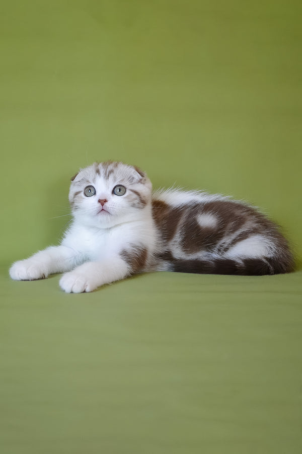 Paulina | Scottish Fold Kitten