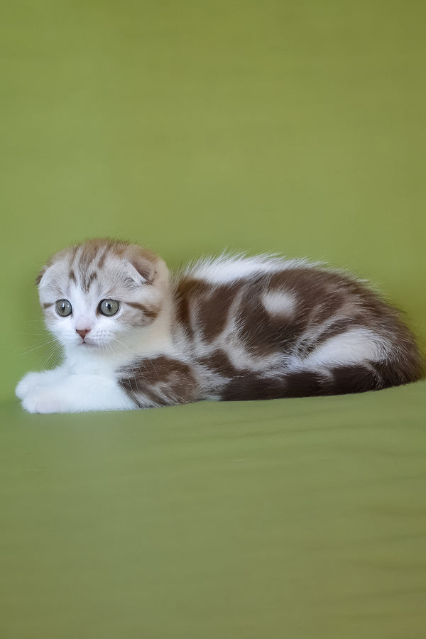 Paulina | Scottish Fold Kitten