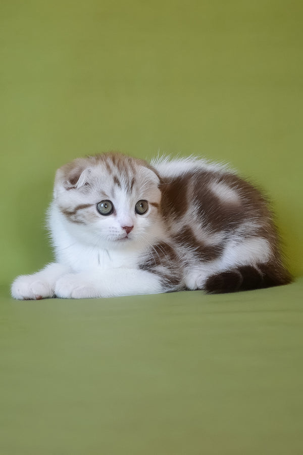 Paulina | Scottish Fold Kitten