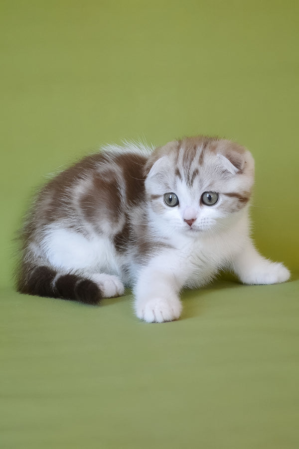 Paulina | Scottish Fold Kitten