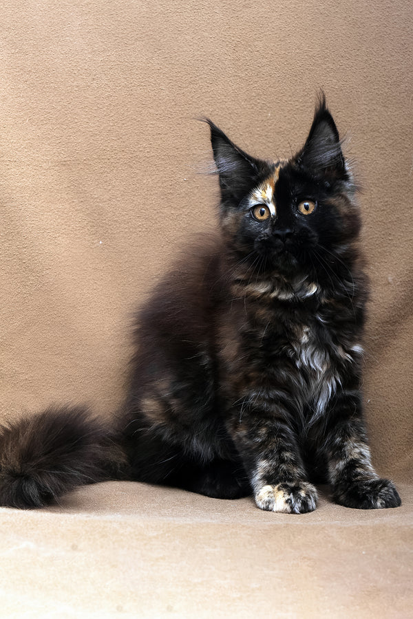 Poppy | Maine Coon Kitten