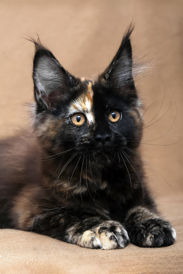 Poppy | Maine Coon Kitten