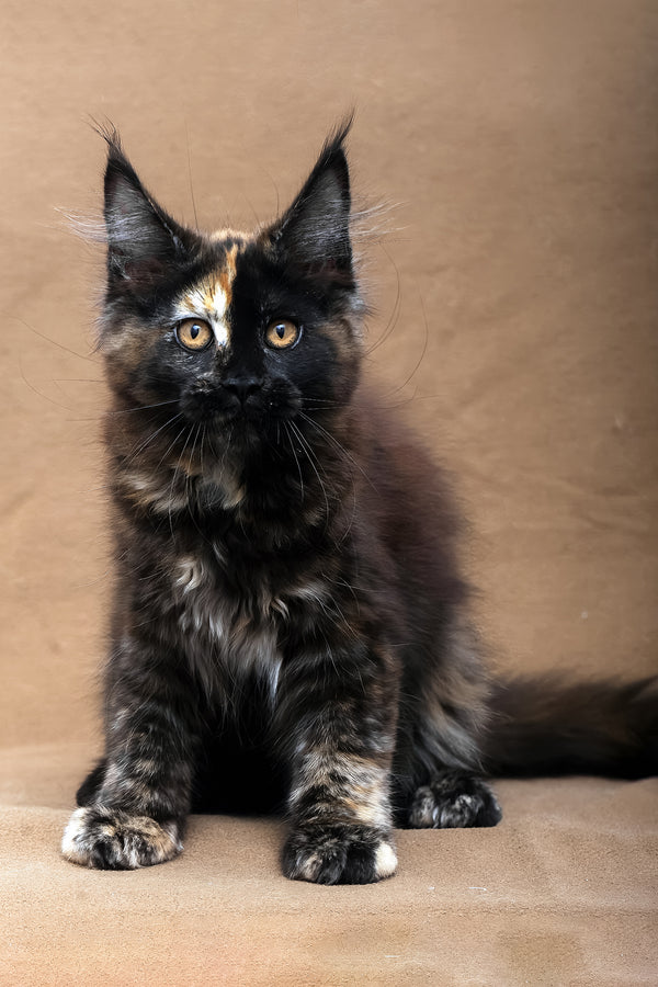 Poppy | Maine Coon Kitten
