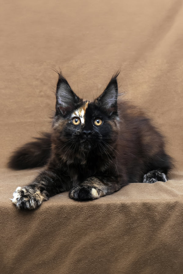 Poppy | Maine Coon Kitten