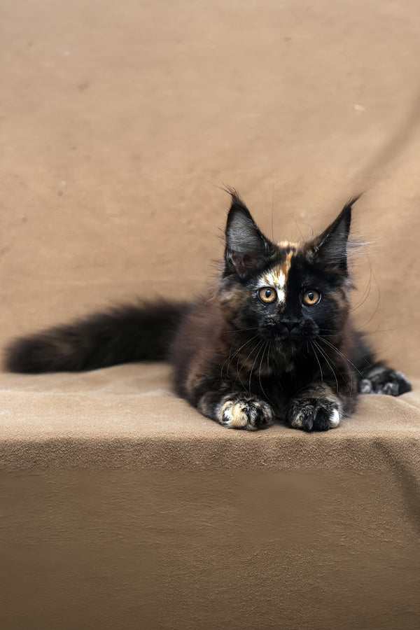 Poppy | Maine Coon Kitten