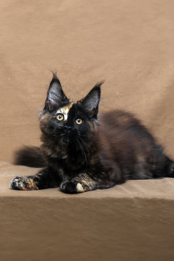 Poppy | Maine Coon Kitten
