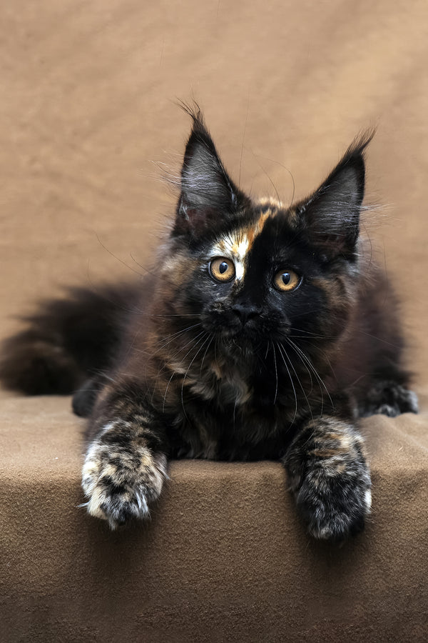Poppy | Maine Coon Kitten