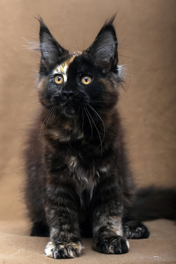 Poppy | Maine Coon Kitten