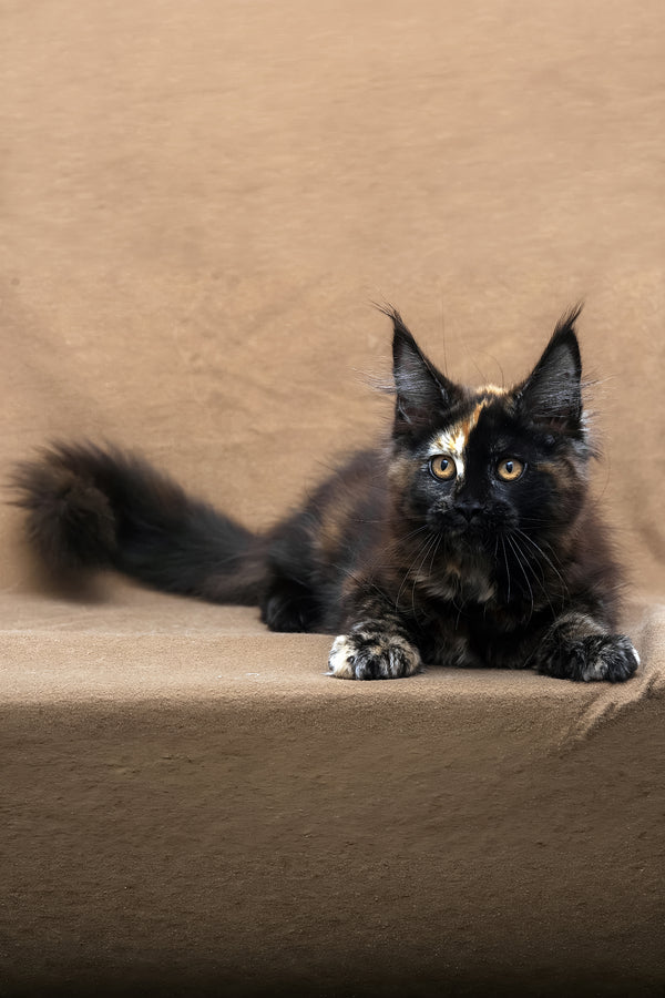 Poppy | Maine Coon Kitten