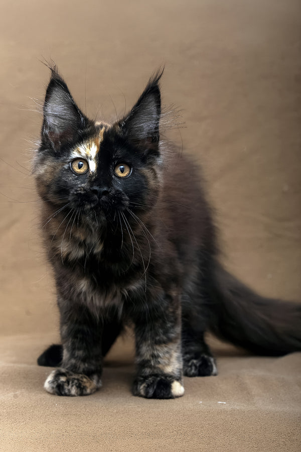 Poppy | Maine Coon Kitten