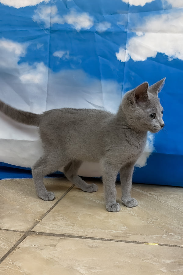 Qonit | Russian Blue Kitten
