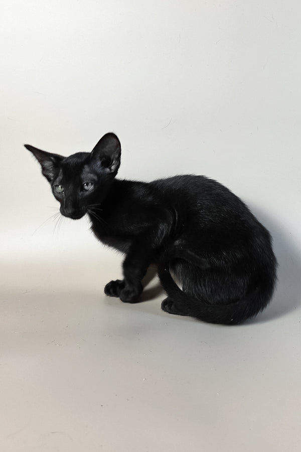 Ragnara | Oriental Shorthair Kitten