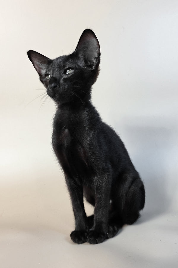 Ragnara | Oriental Shorthair Kitten