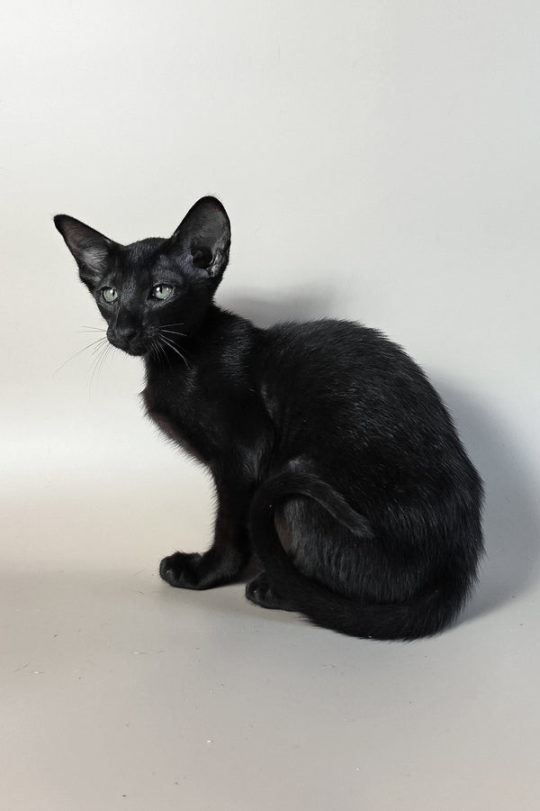 Ragnara | Oriental Shorthair Kitten