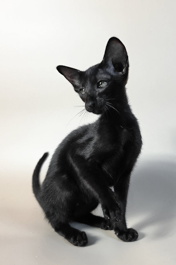Ragnara | Oriental Shorthair Kitten