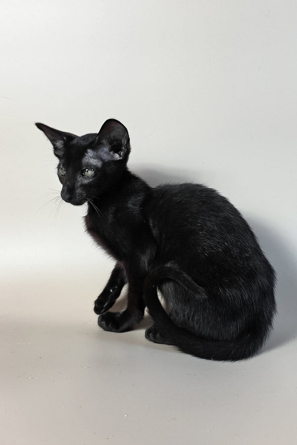 Ragnara | Oriental Shorthair Kitten