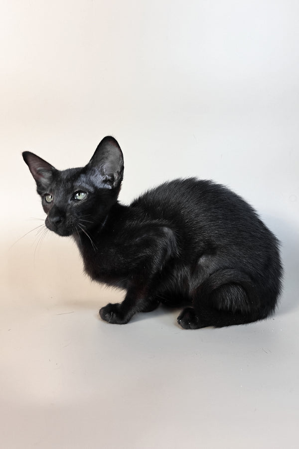 Ragnara | Oriental Shorthair Kitten
