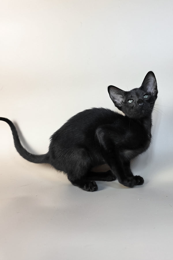 Ragnara | Oriental Shorthair Kitten