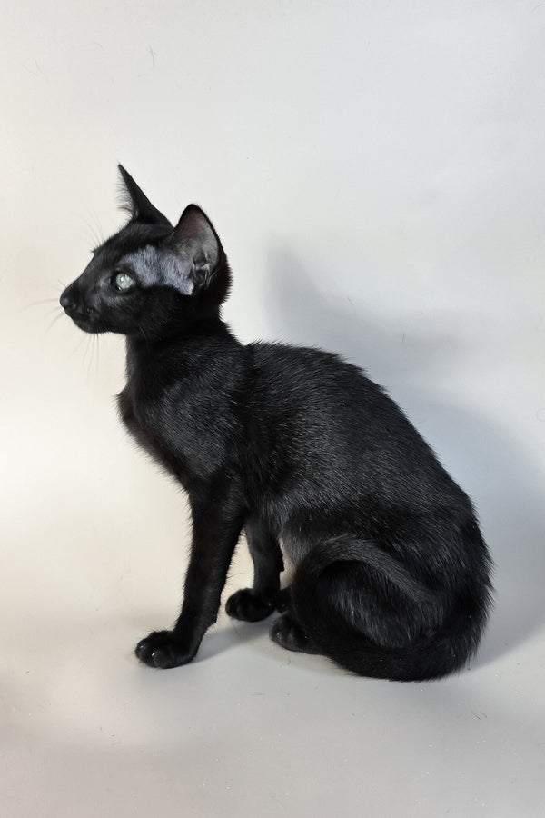 Ragnara | Oriental Shorthair Kitten