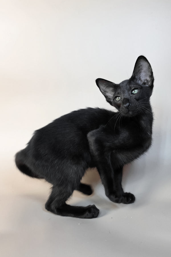 Ragnara | Oriental Shorthair Kitten