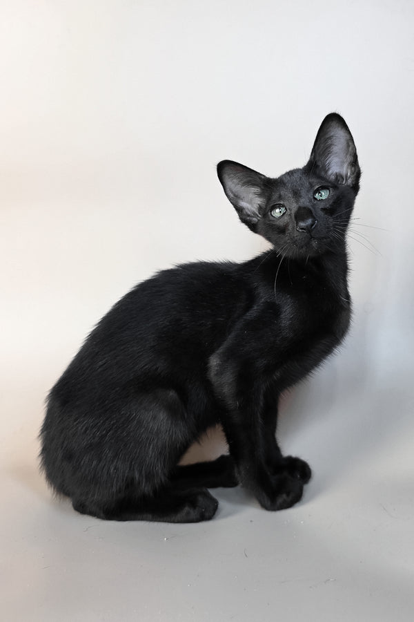 Ragnara | Oriental Shorthair Kitten