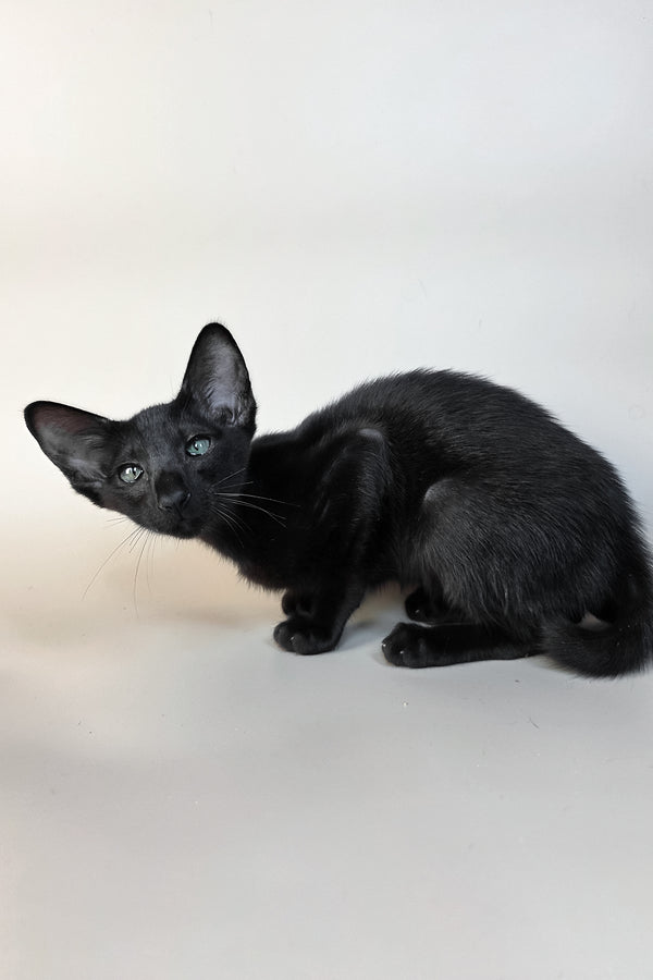 Ragnara | Oriental Shorthair Kitten