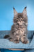 Robin | Maine Coon Kitten