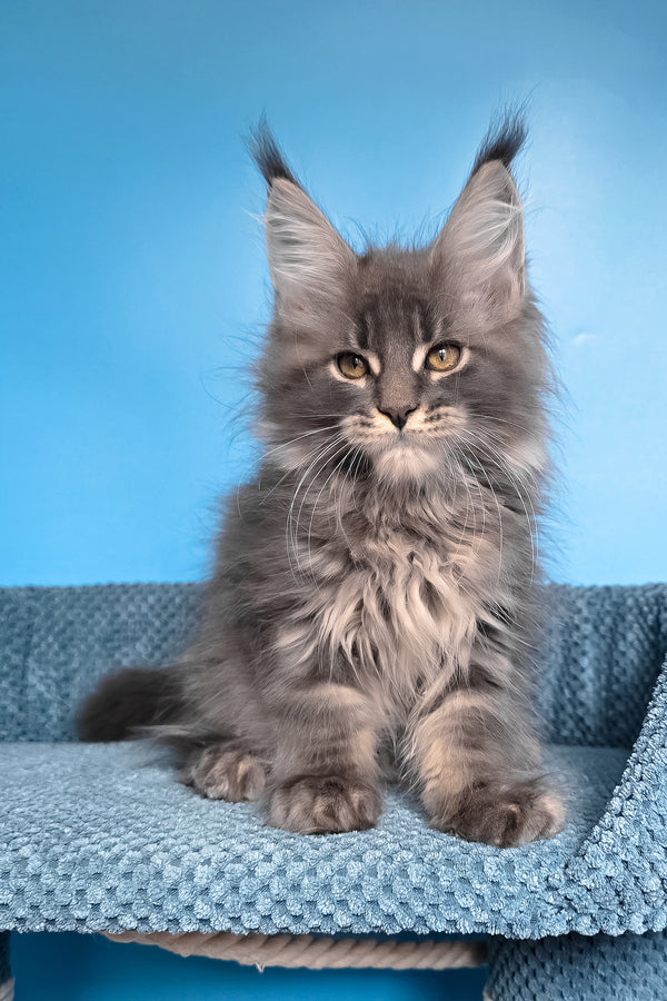 Robin | Maine Coon Kitten