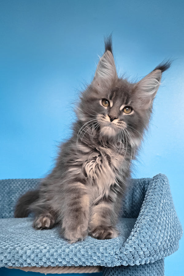 Mary Coon Rabbit Robin Maine Coon Elegant Charm with Yellow Eyes