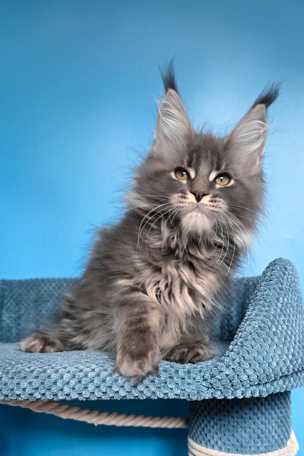 Robin | Maine Coon Kitten