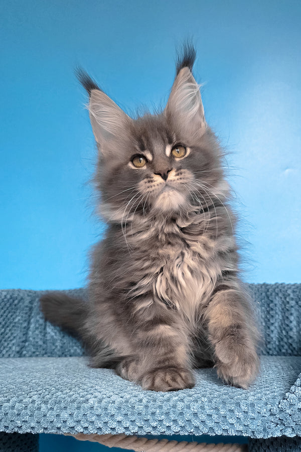 Robin | Maine Coon Kitten