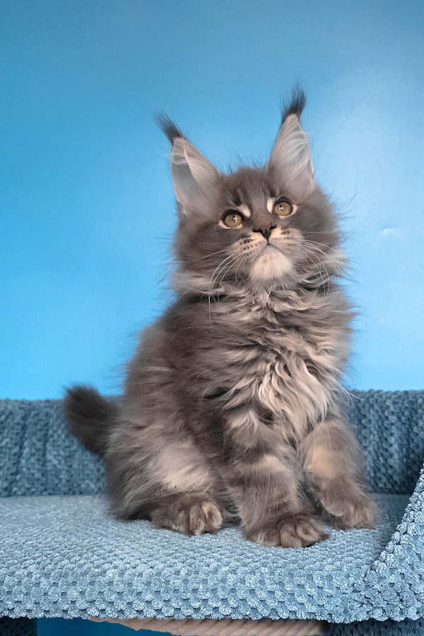 Robin | Maine Coon Kitten