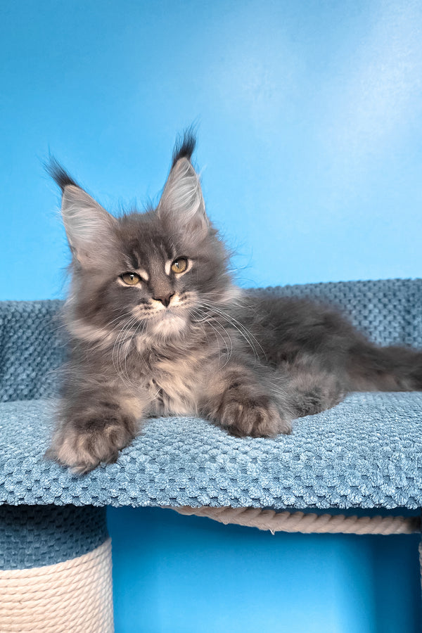 Robin | Maine Coon Kitten
