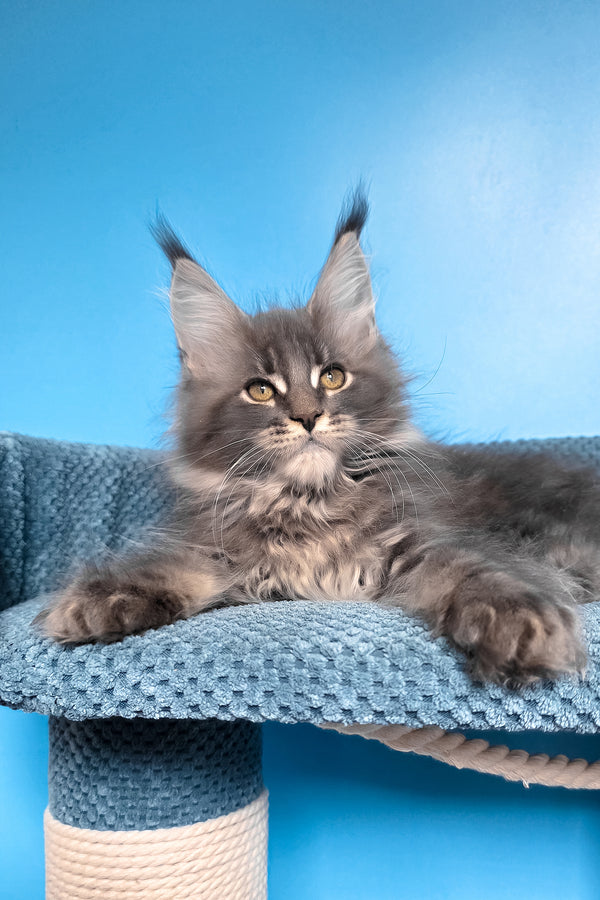 Robin | Maine Coon Kitten