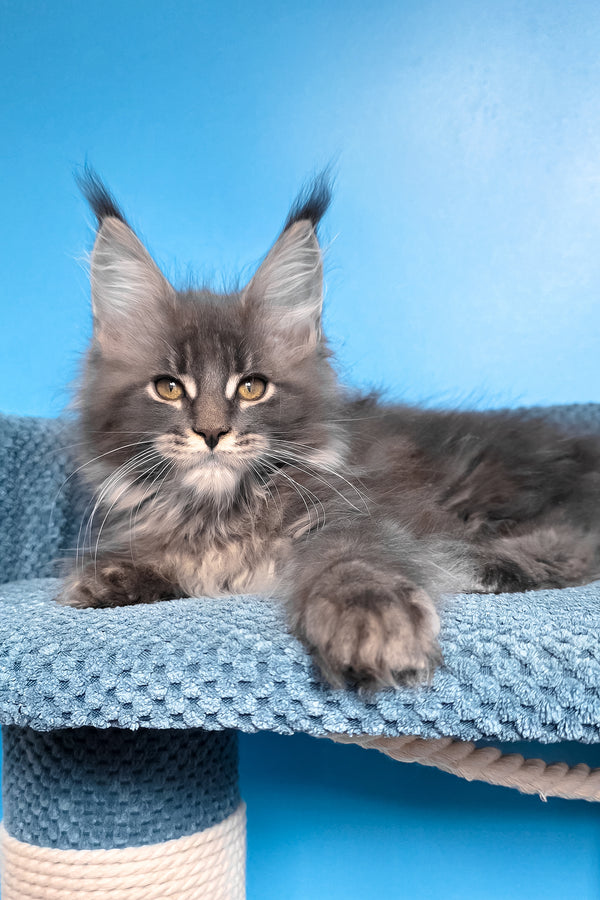 Robin | Maine Coon Kitten
