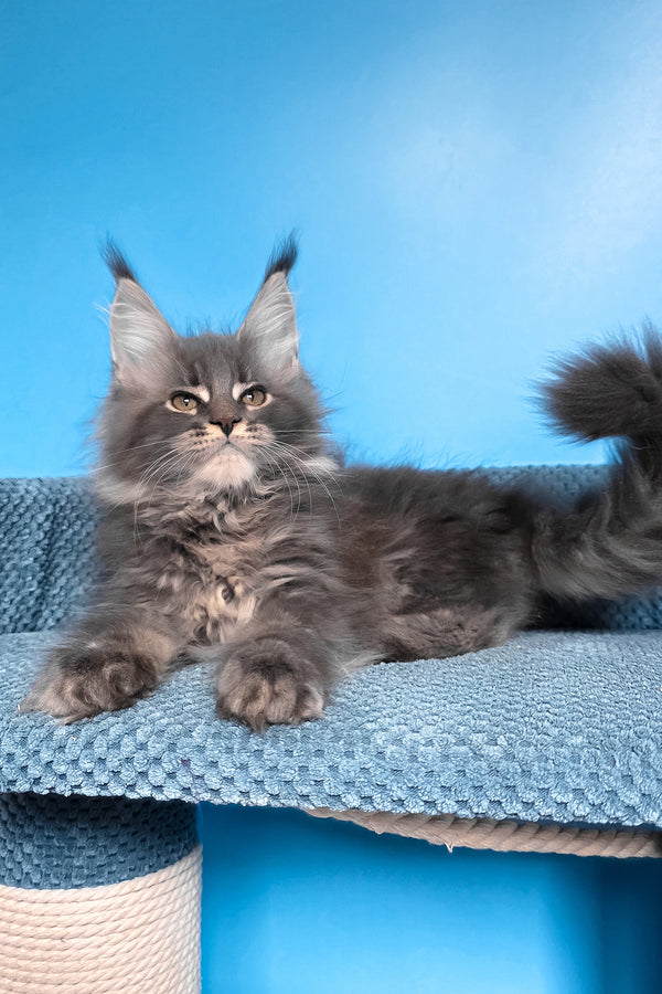 Robin | Maine Coon Kitten