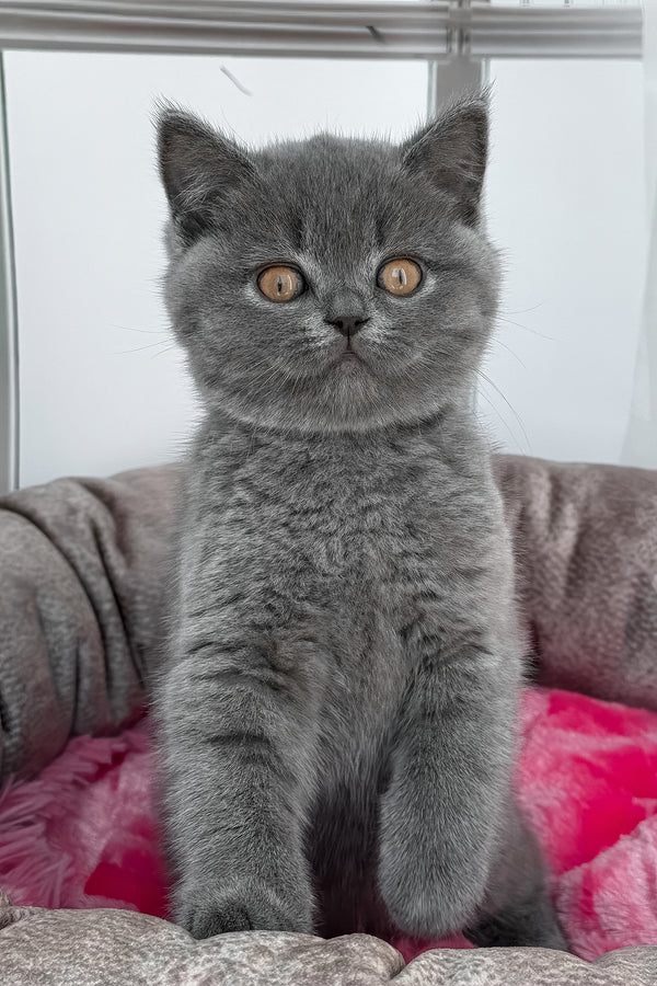 Rolandos | British Shorthair Kitten