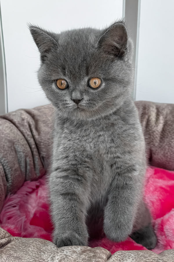 Rolandos | British Shorthair Kitten