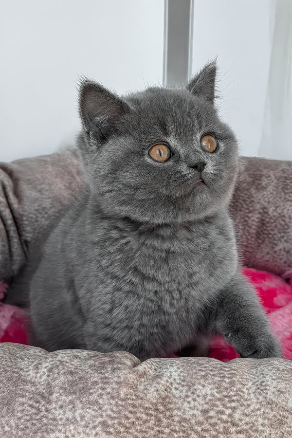 Rolandos | British Shorthair Kitten