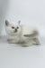 Rozi | British Shorthair Kitten