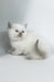 Rozi | British Shorthair Kitten