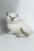 Rozi | British Shorthair Kitten