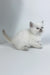 Rozi | British Shorthair Kitten