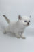 Rozi | British Shorthair Kitten