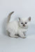 Rozi | British Shorthair Kitten