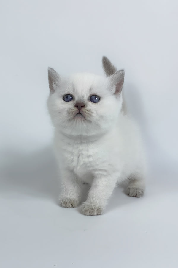 Rozi | British Shorthair Kitten