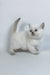 Rozi | British Shorthair Kitten