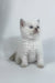 Rozi | British Shorthair Kitten